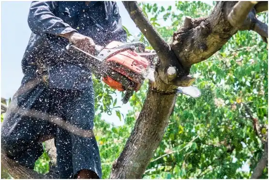 tree services Renton